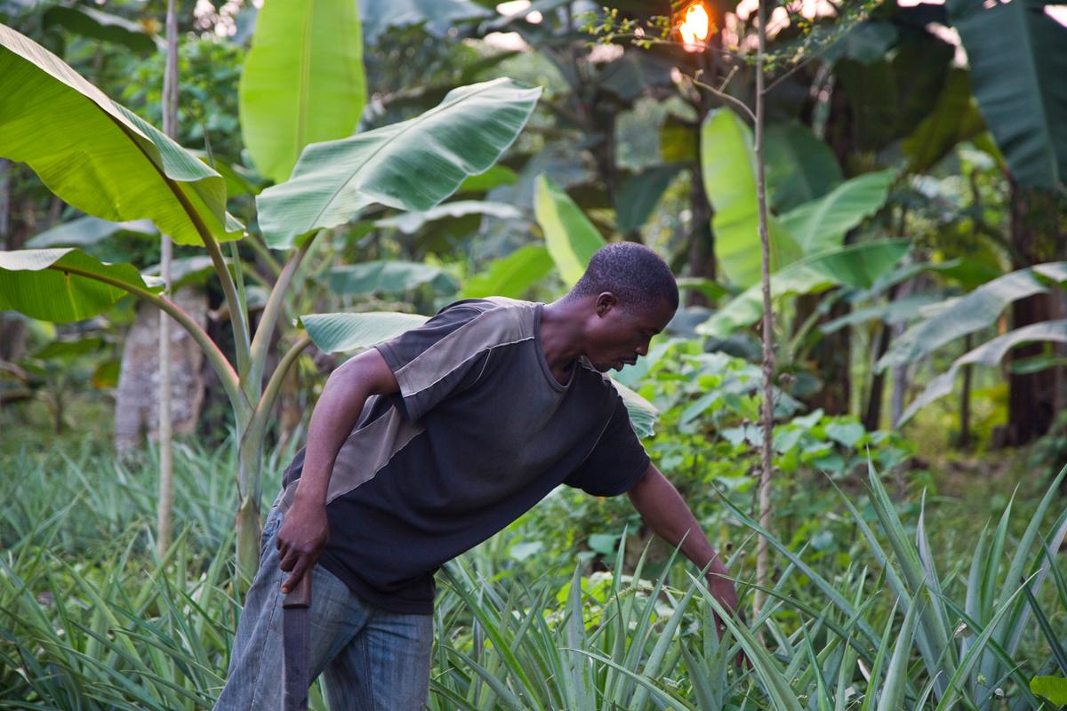 A farmer tending to his crops in West Africa